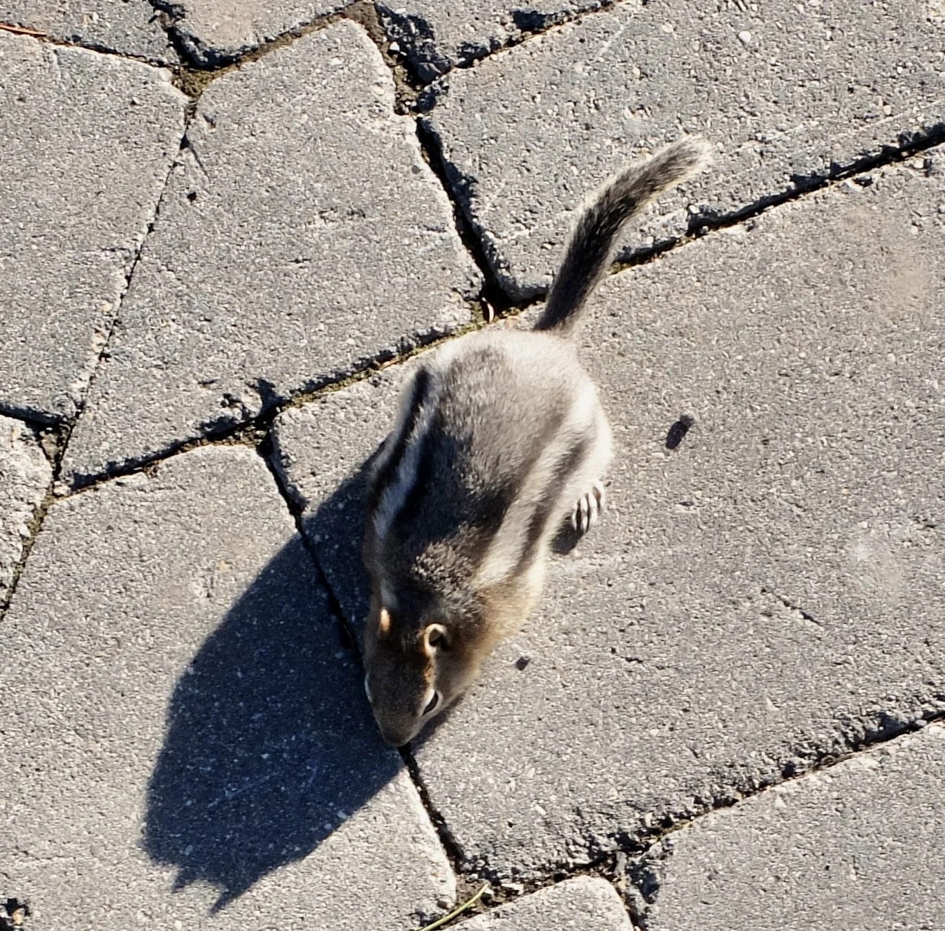  Small wildlife at the top of Sulphur Mountain above Banff. 
