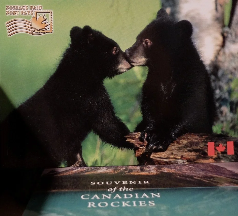  Photos of these bears were everywhere. 