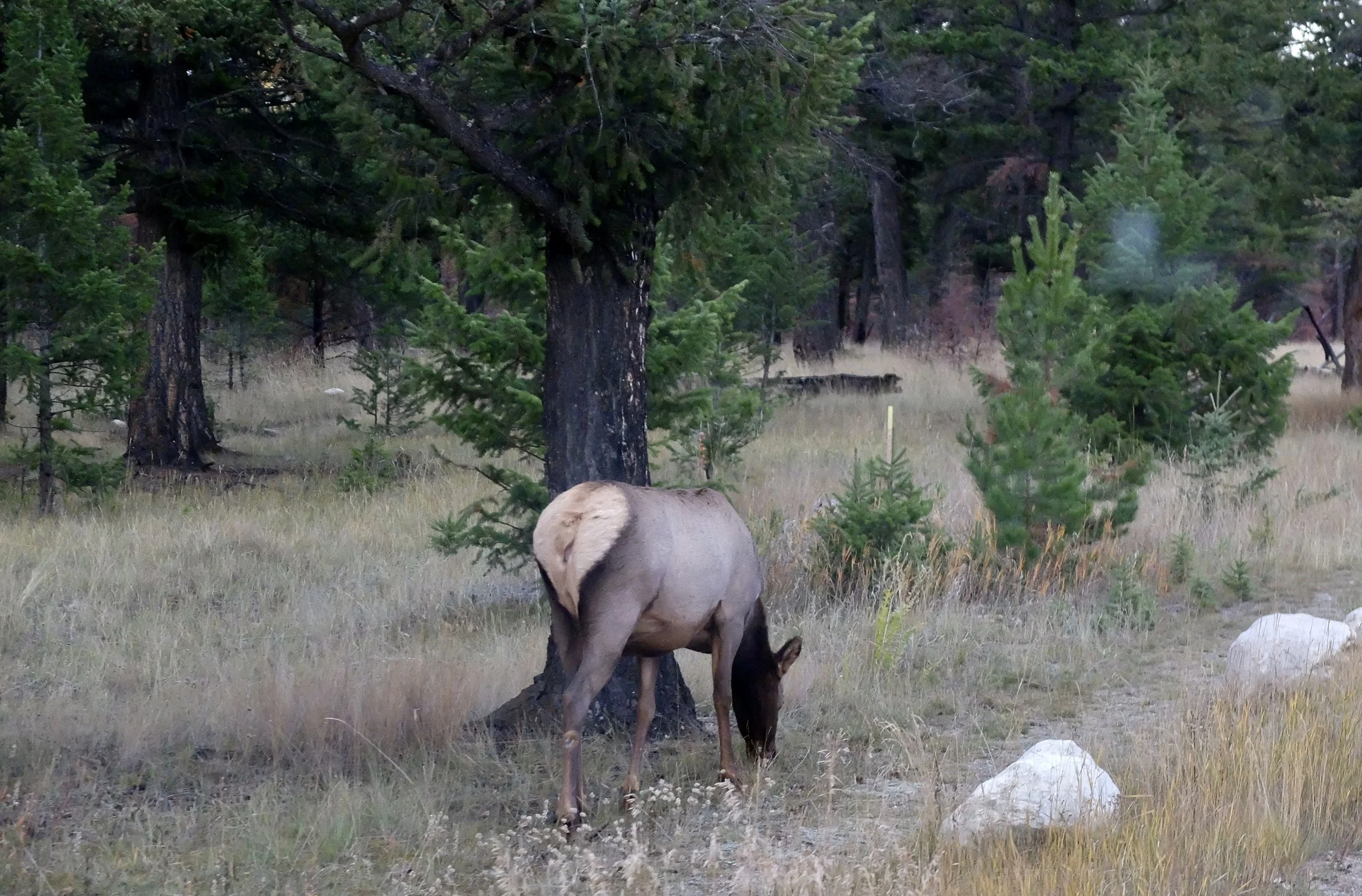  A elk’s rear end at the entrance to the Fairmont Jasper Park Lodge. 