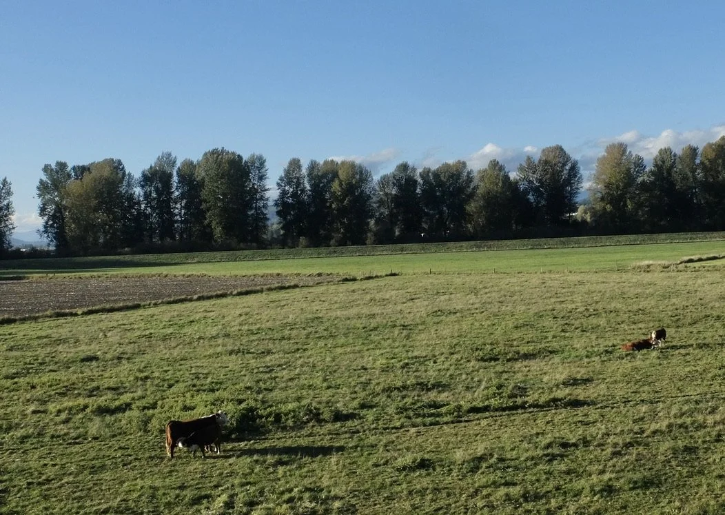  As we approached Vancouver,  the terrain became, as the signs say in New England, “thickly settled.”   