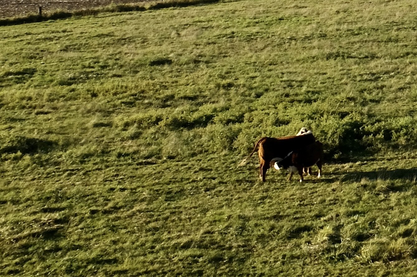 This calf was nursing standing up. 
