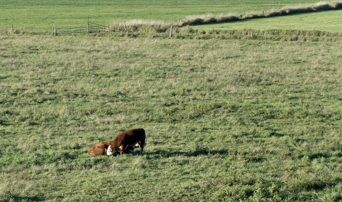  This calf had to work hard for food as momma was lying down on the job. 