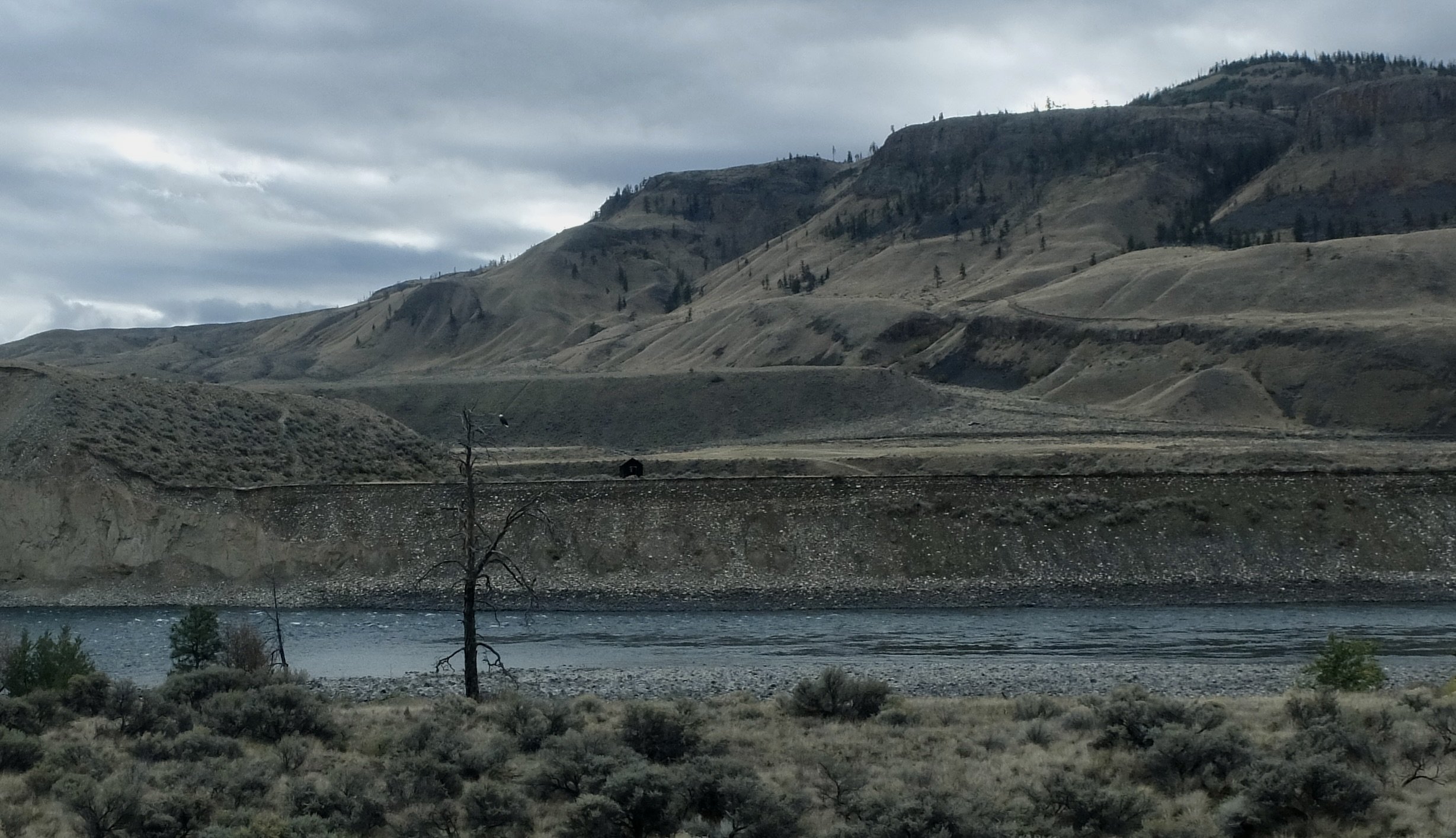   “ Eagle Alley refers to the spectacular winter migration of over 35,000 bald eagles through the lower Fraser Valley in British Columbia.”  It was just about to start.  We saw one bald eagle; atop the tree lower left &amp; then several in flight.  