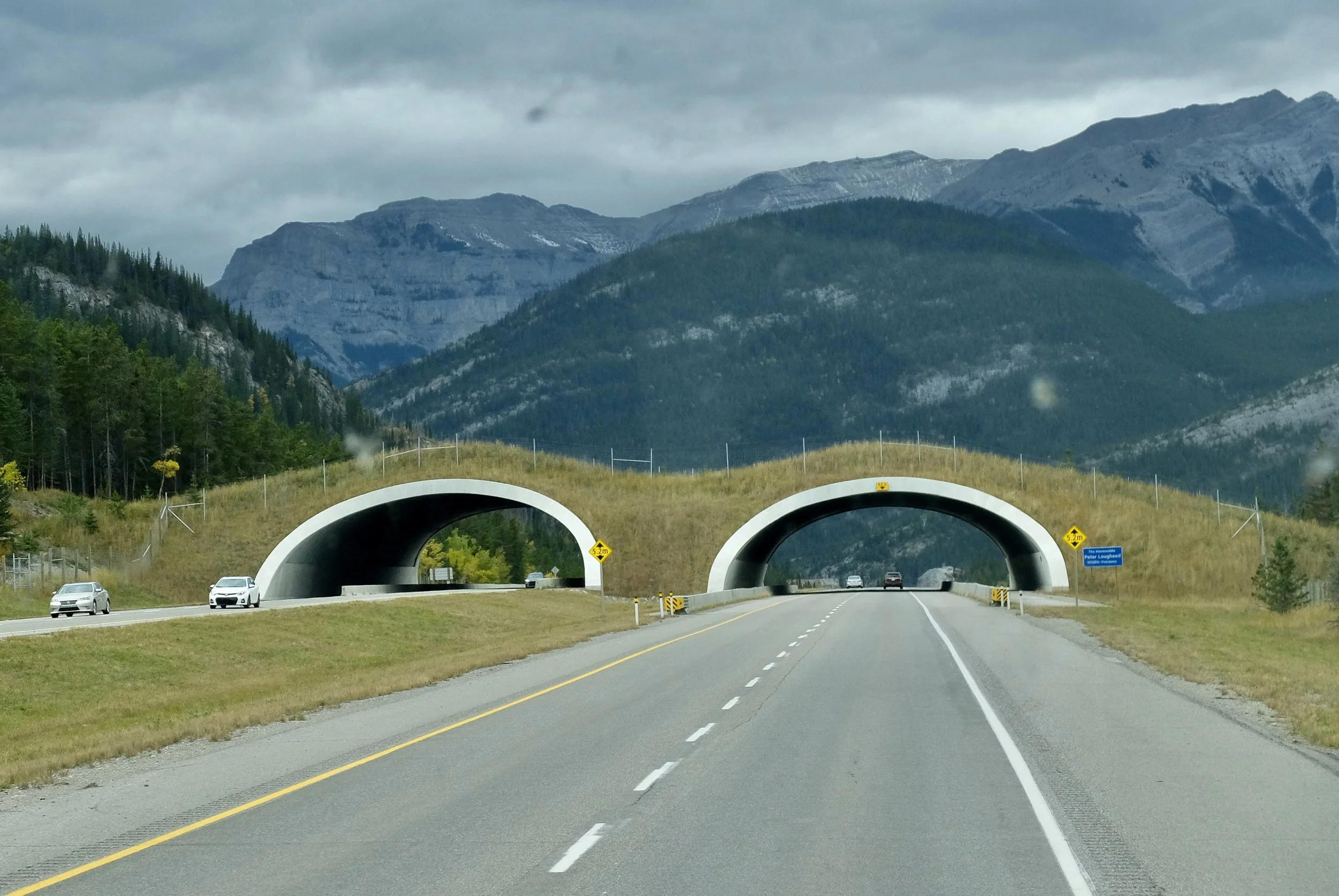  “Once it became clear that the Trans-Canada Highway in Banff National Park would require an upgrade from two lanes to four, we needed to determine how best to increase the size of the highway while minimizing effects on surrounding wildlife. We also