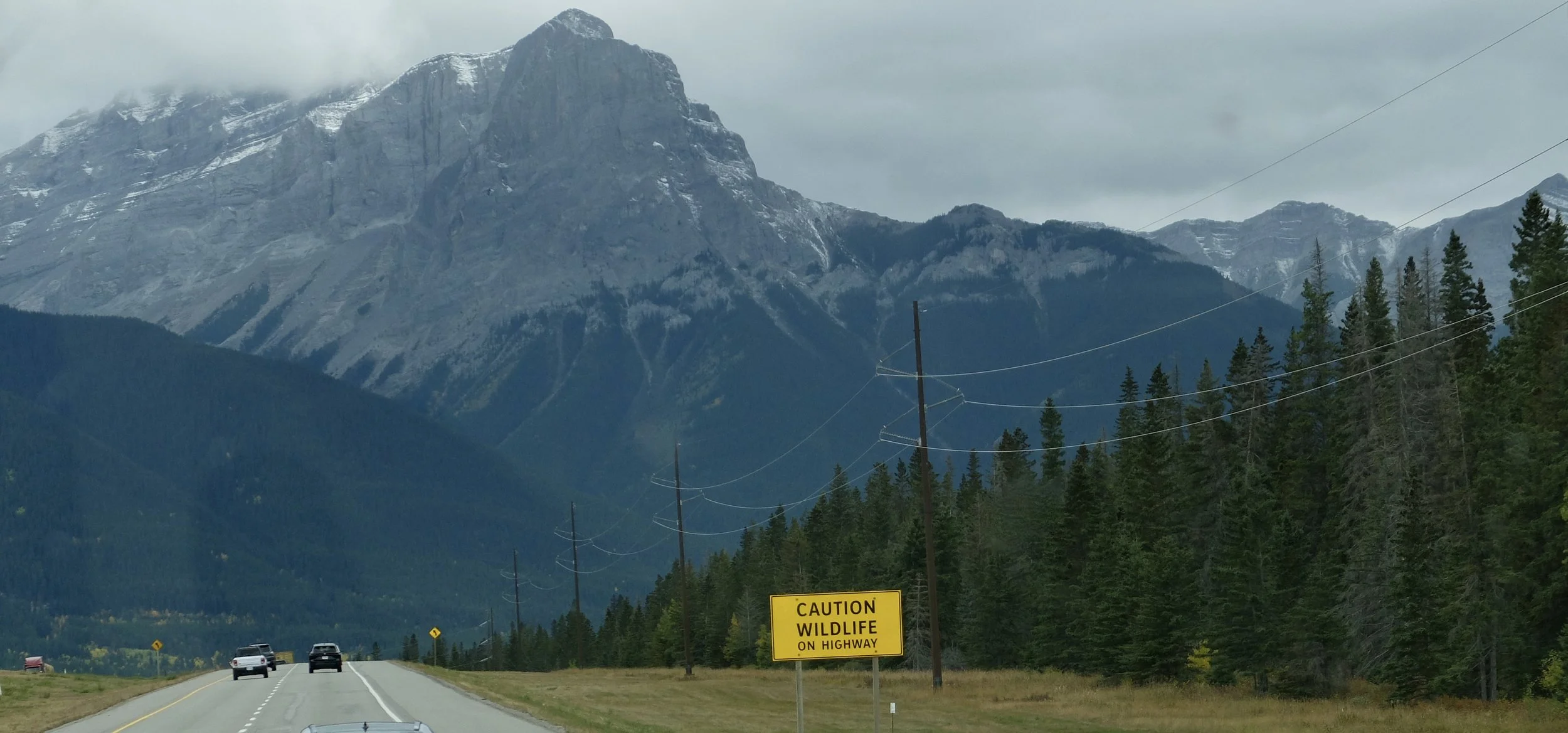  “Tracking animal movement at the newly constructed wildlife crossings was made a top priority. Such work has been on-going in the park since 1996 ; &nbsp;the longest on-going wildlife crossing research and monitoring program in the world.”  The Tran