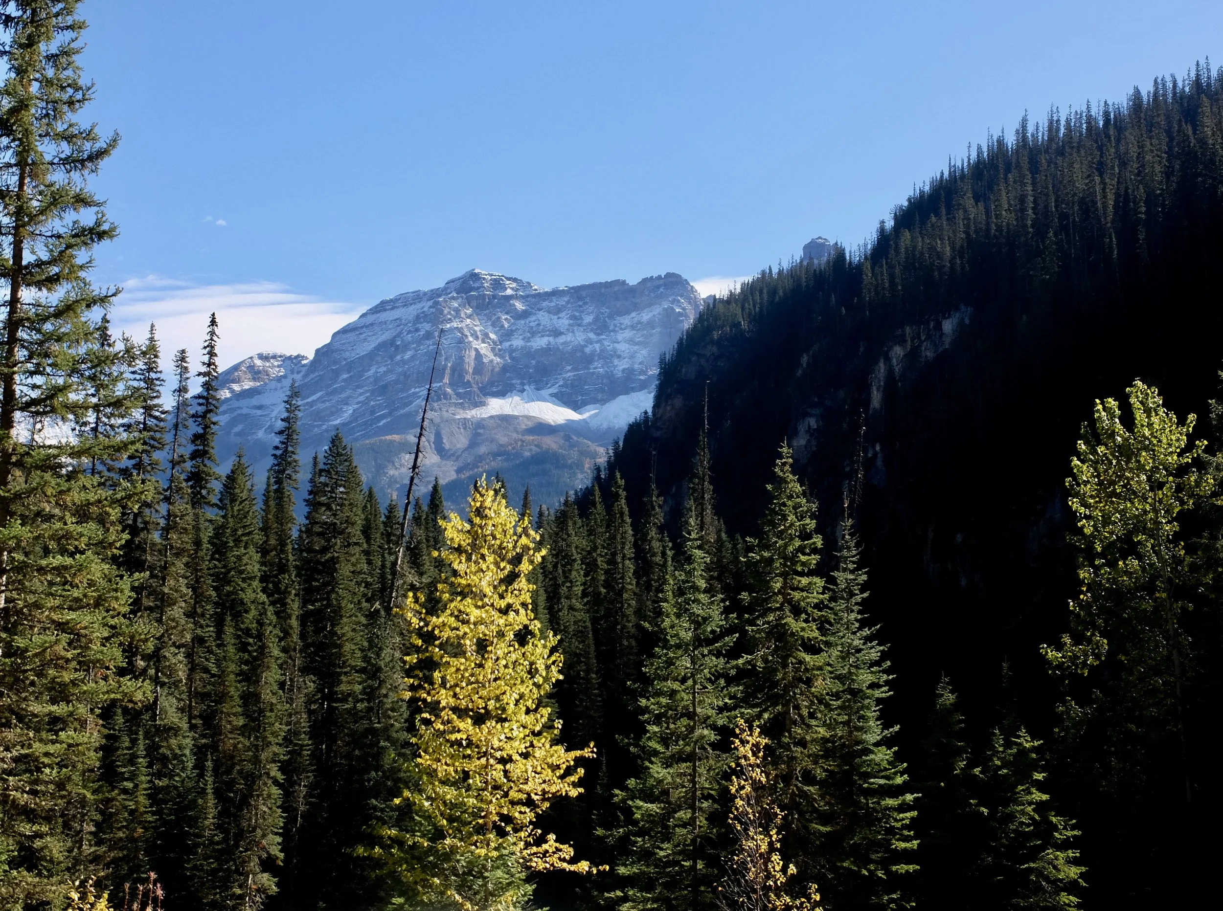  Trembling Aspen.  “The distinctive triangular leaves of this slender tree shimmer &amp; quiver in the breeze…”  Trans Canadian Highway return to Banff. 