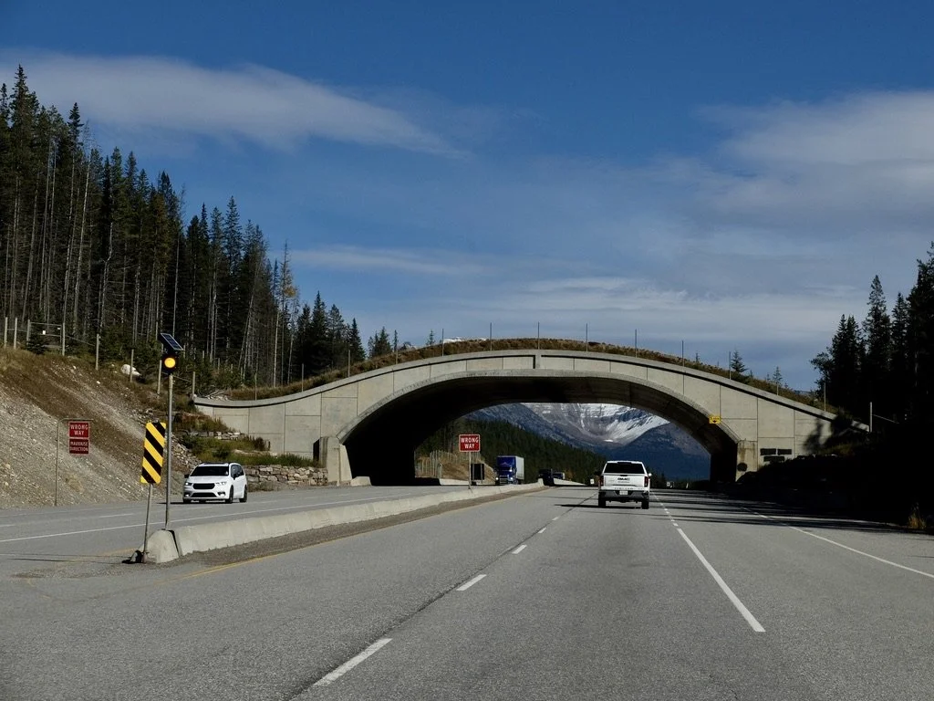  Wildlife overpass on Trans Canadian Highway return to Banff. 