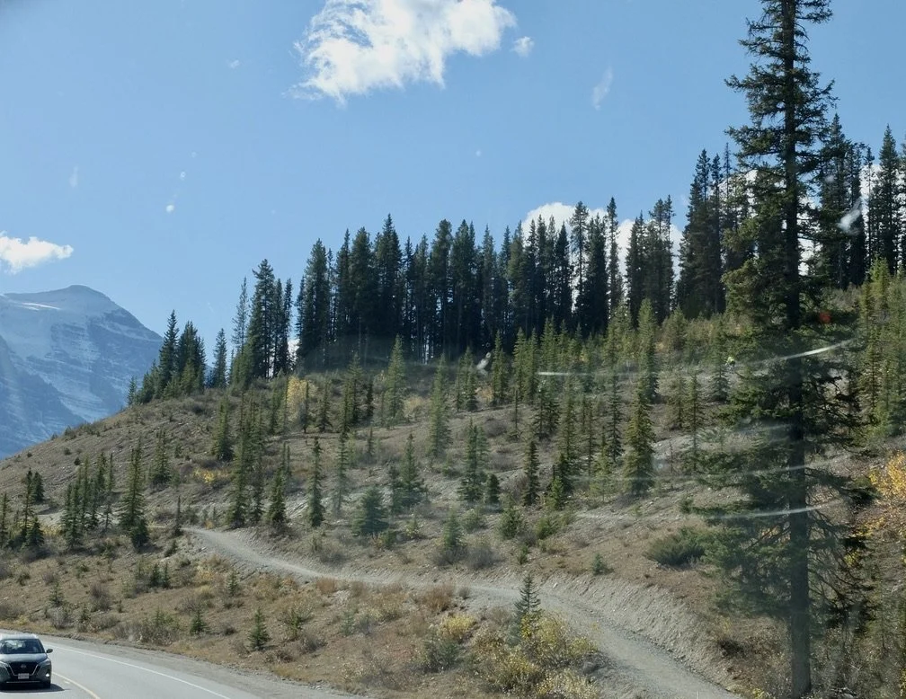 Near the entrance to the Fairmont Chateau Lake Louise.  Can  you find the mountain bike rider? 