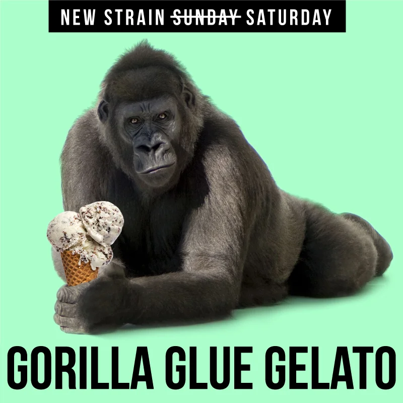 CCM-Gorlilla-Gelato.jpg