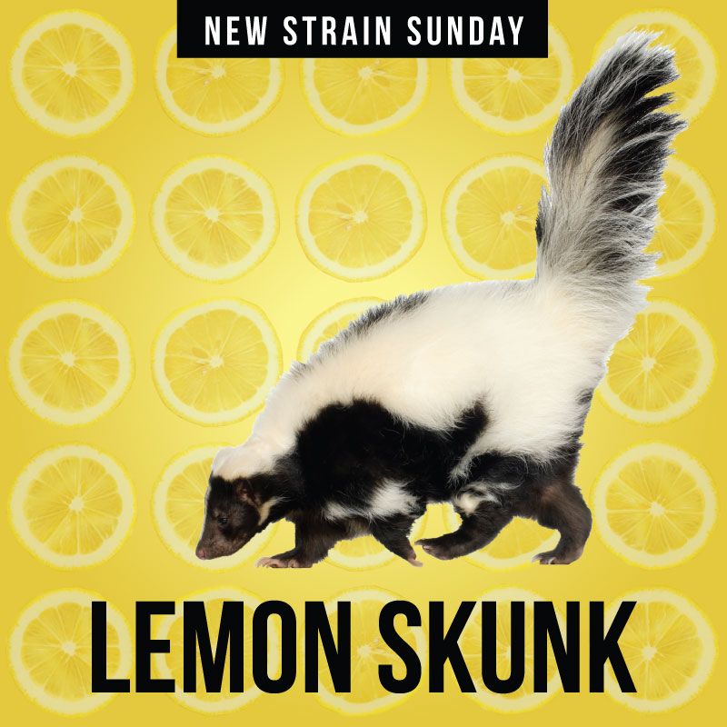 CCM_Lemon-Skunk.jpg