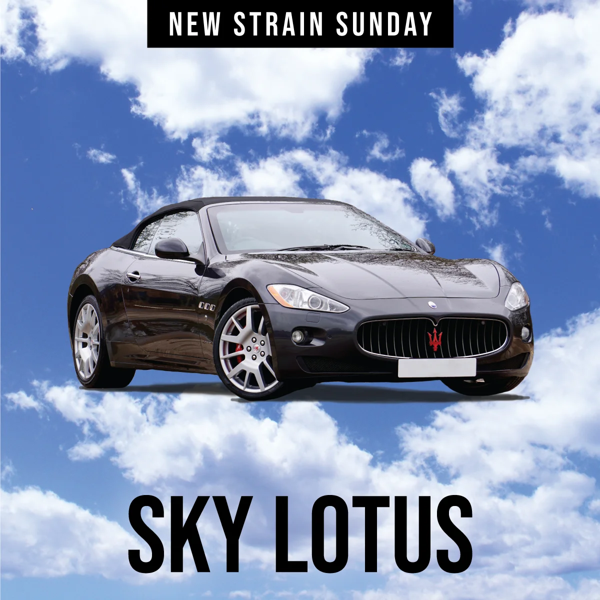 CCM-Sky-Lotus.jpg
