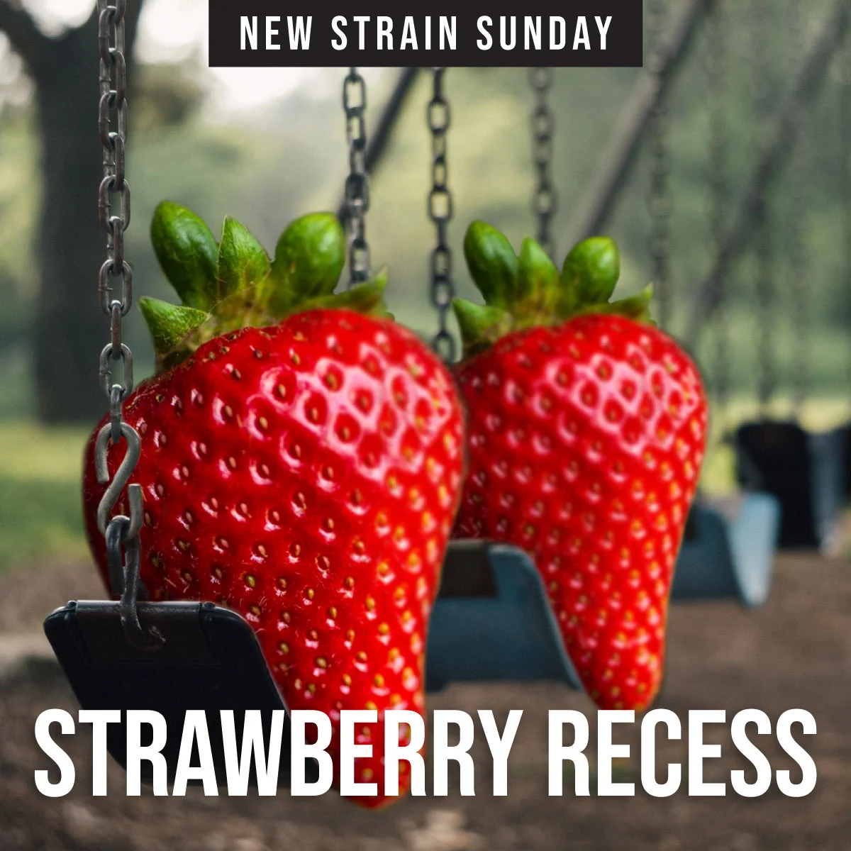 CCM-strawberry-recess.jpg