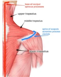 Trapezius Muscle