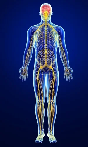 The nervous system refers to all nerves in the body... and there is a lot!