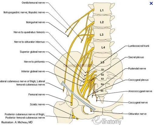 lumbar plexus.jpg