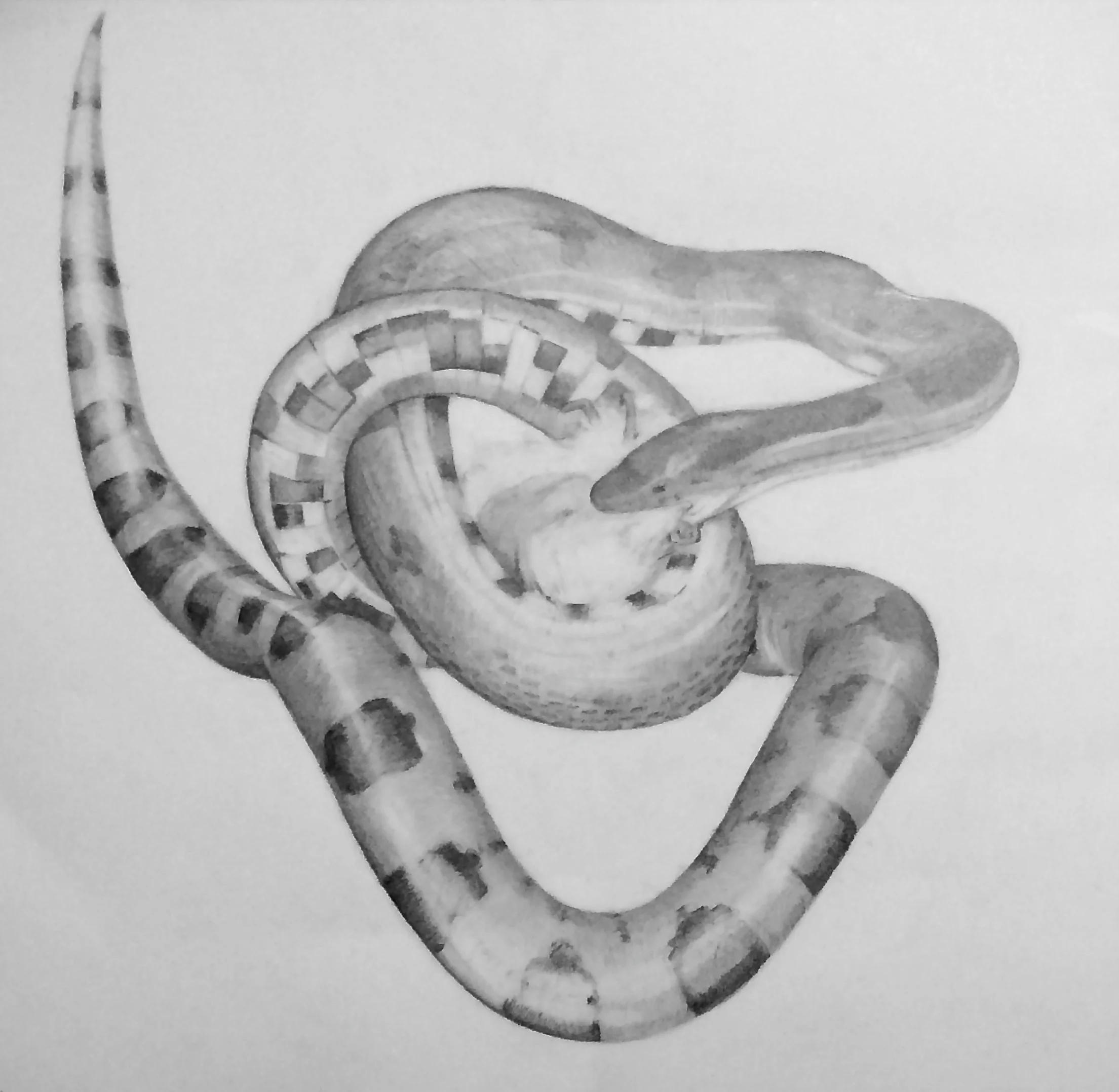 Snake Bites