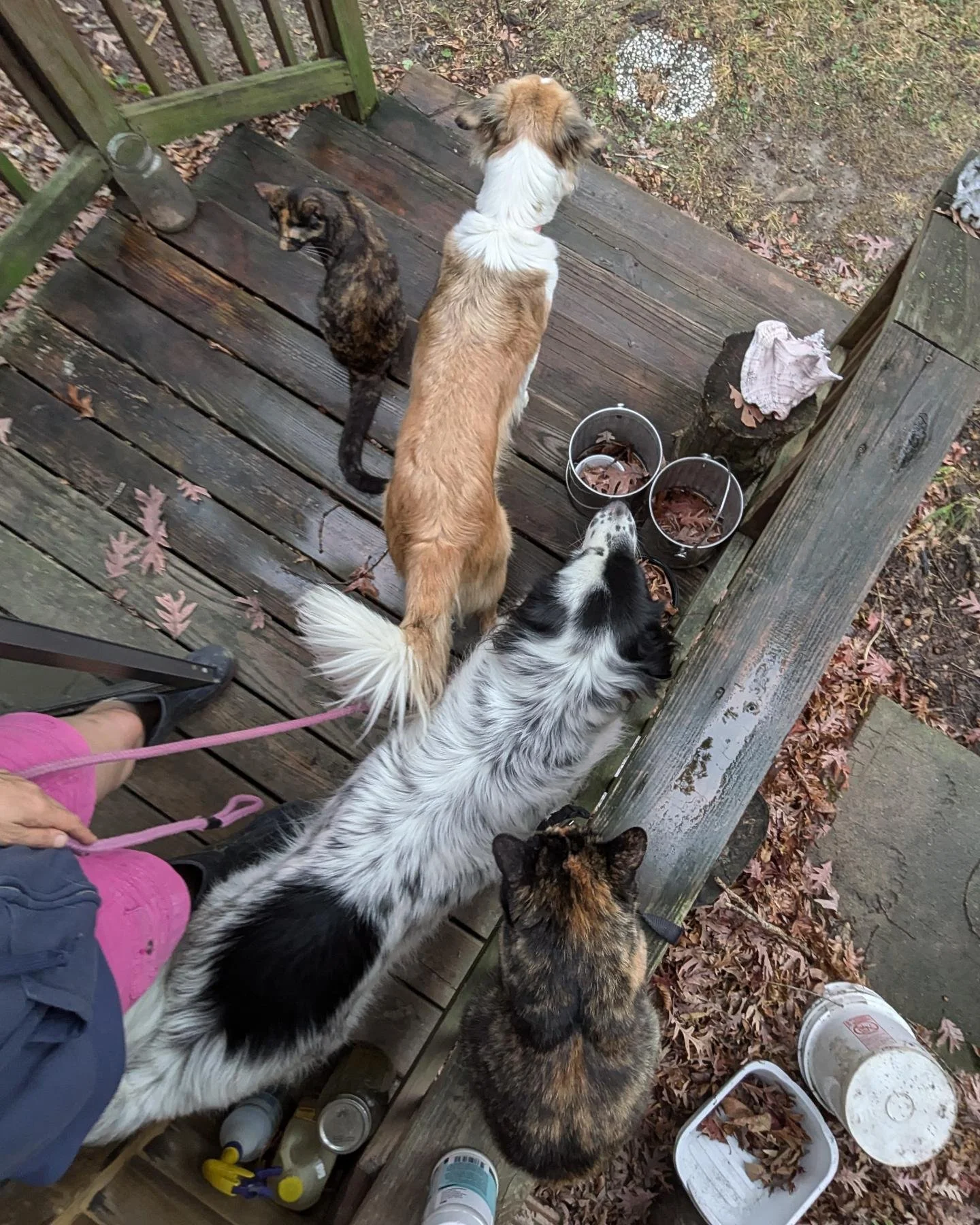 Ready for afternoon chores 💗 🐱🐶🐶🐱