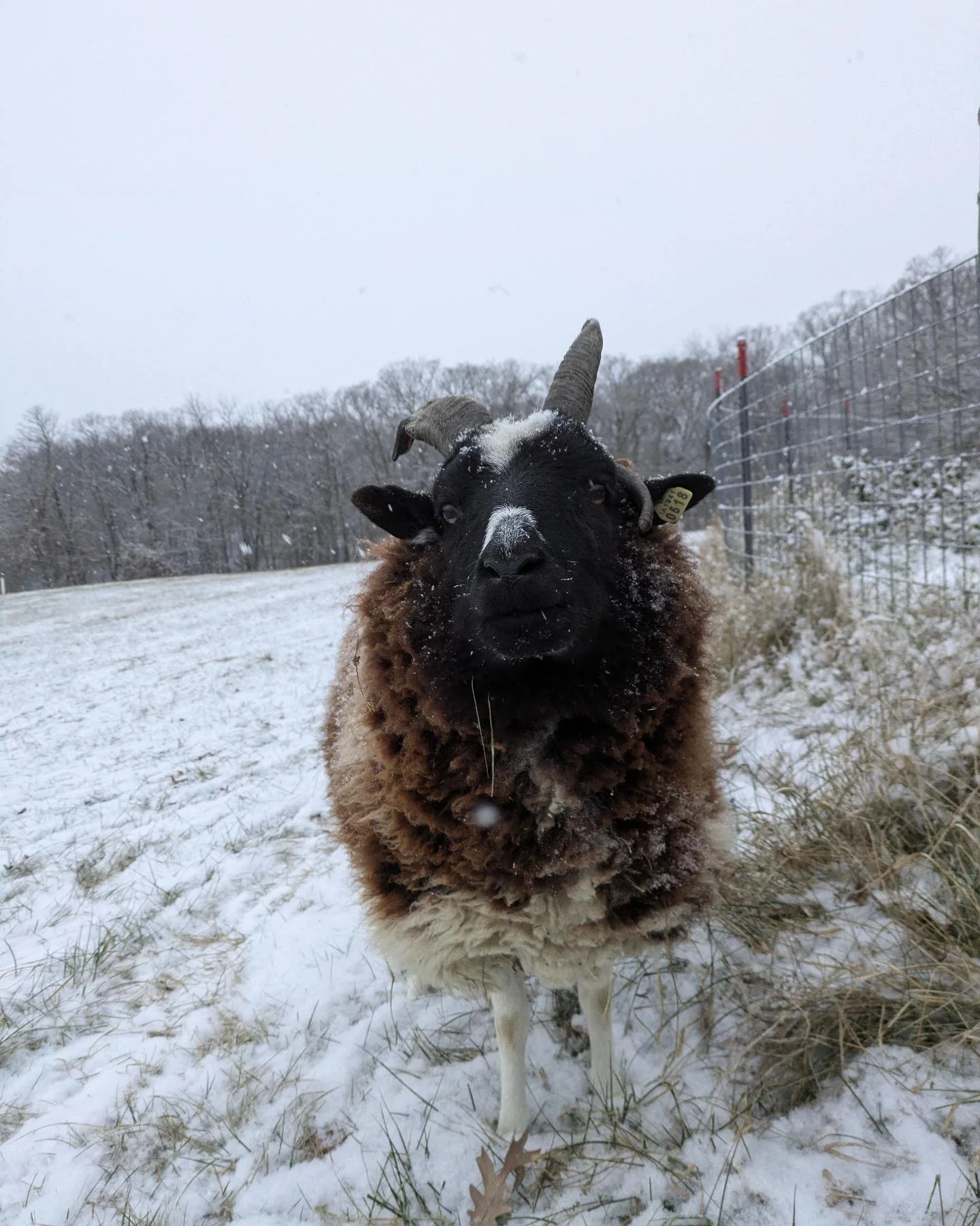 Happiest of sheep with her snow whiskers!