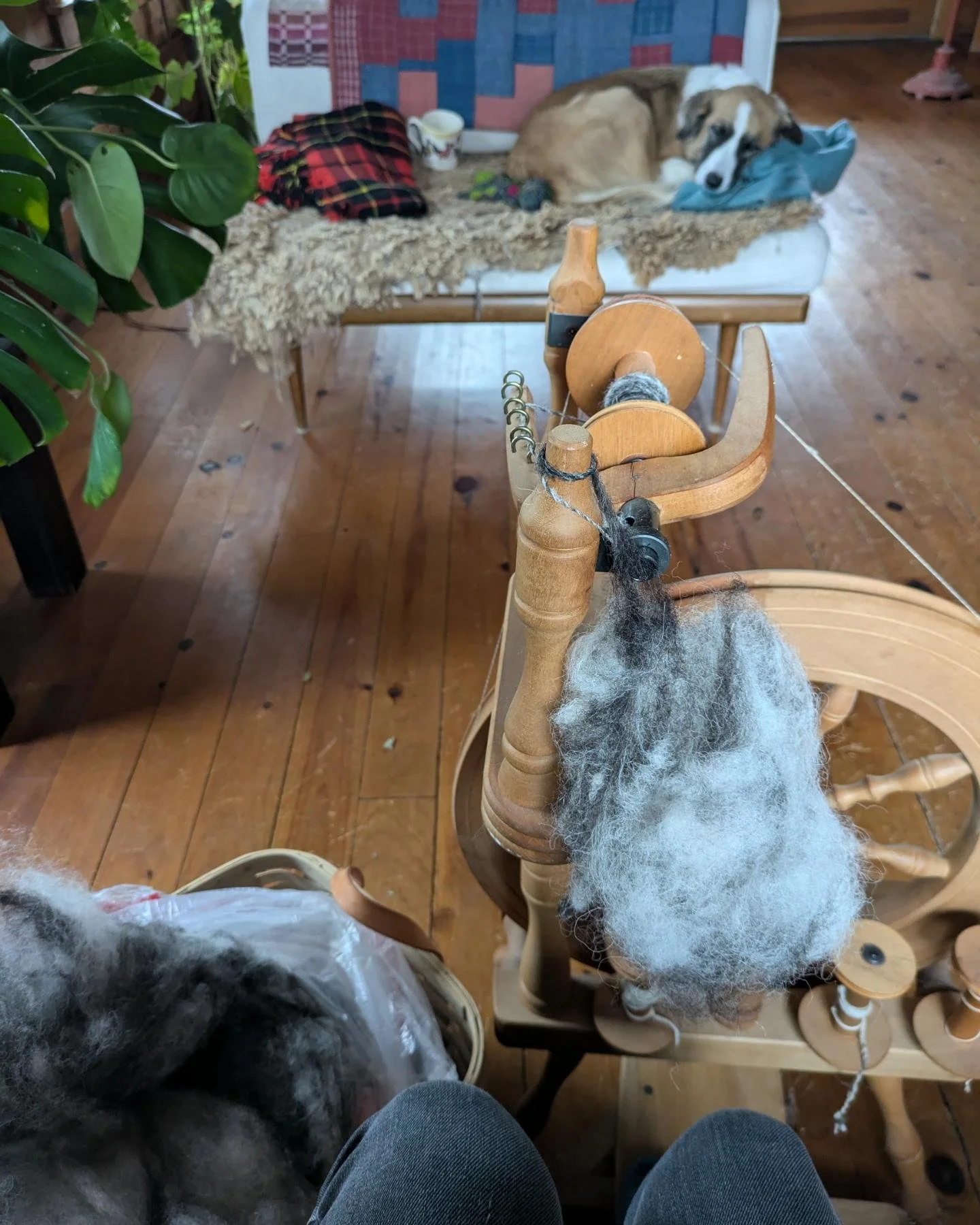 First snow feels like a good day to start spinning this mixture of wool (Little Leader) and mohair (Mama Goat). The fiber was prepped using a friend's cottage carding machine, which was just magic, and now I'm hoping to spin a sweater quantity. It's 