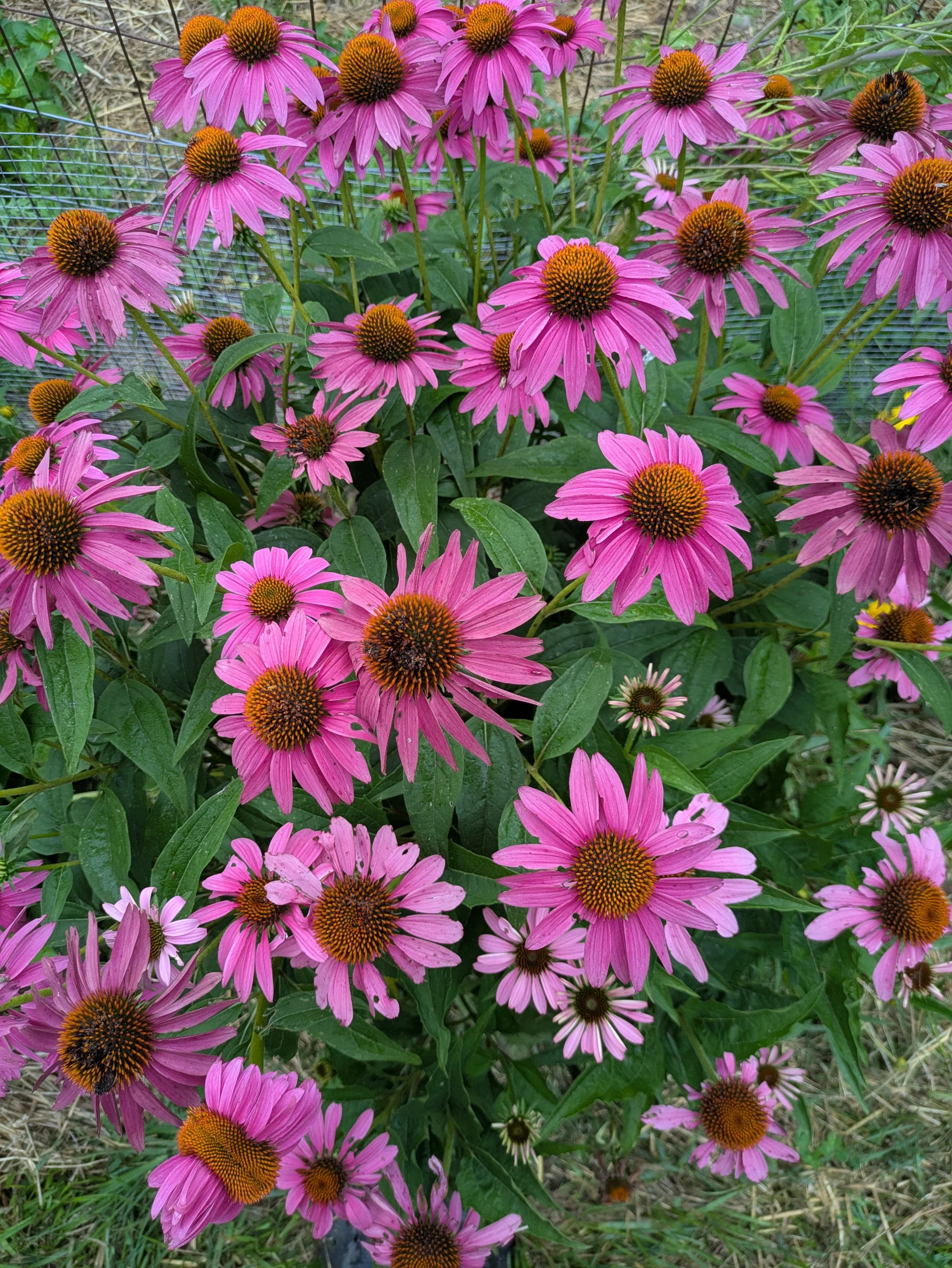 PXL_20250717_125457625.jpg