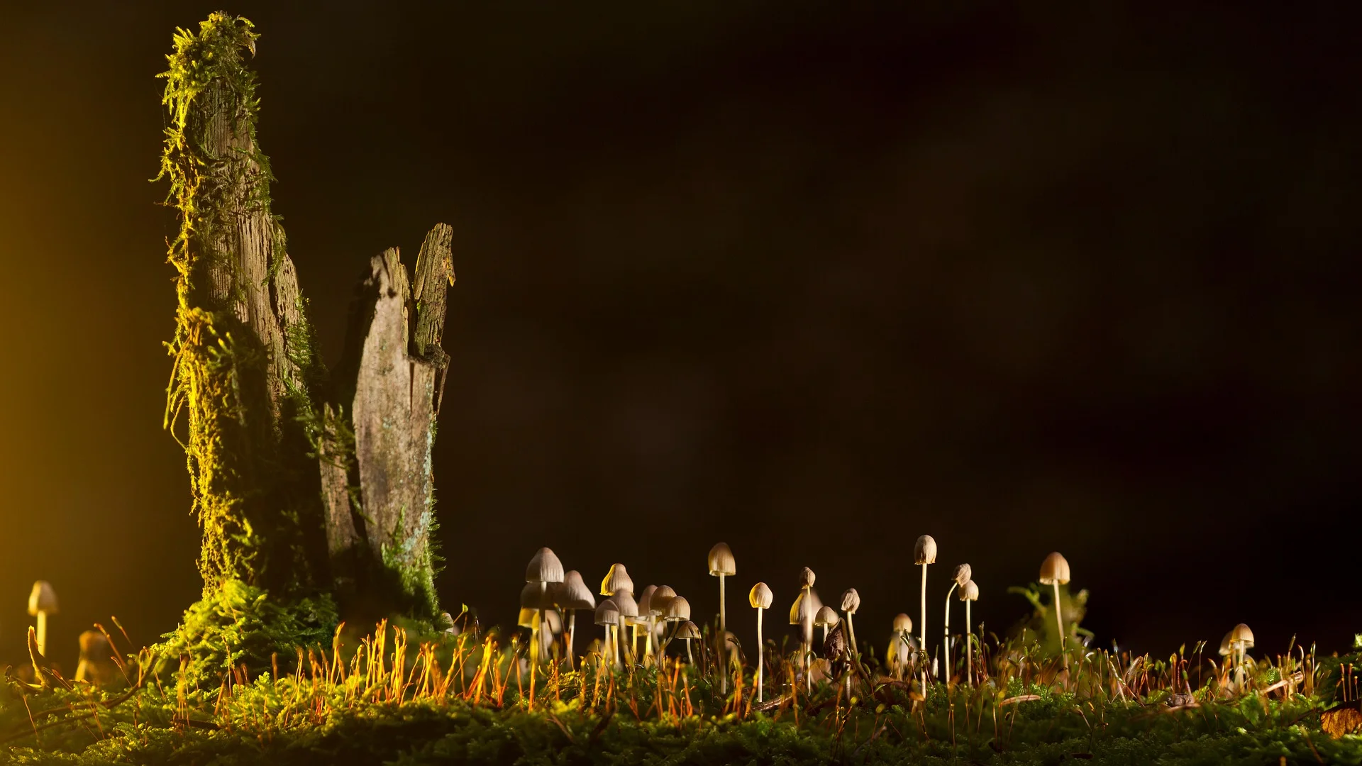 mushrooms-2212899_1920.jpg