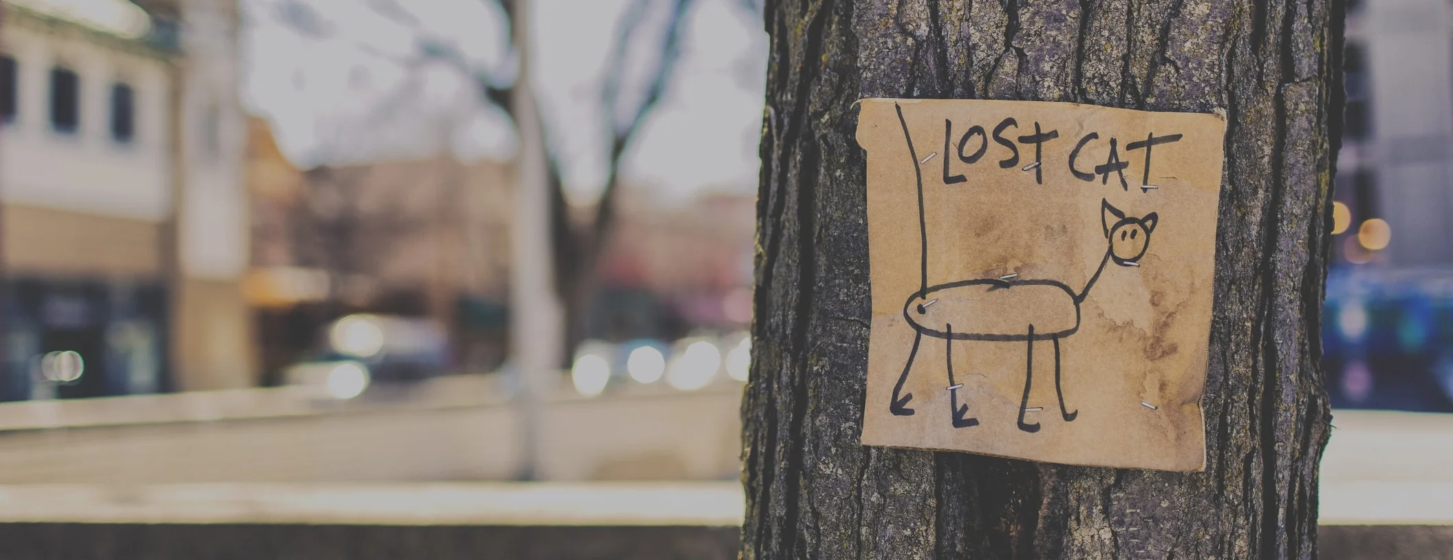 lost-cat-tree-sign-fun-159868.jpg