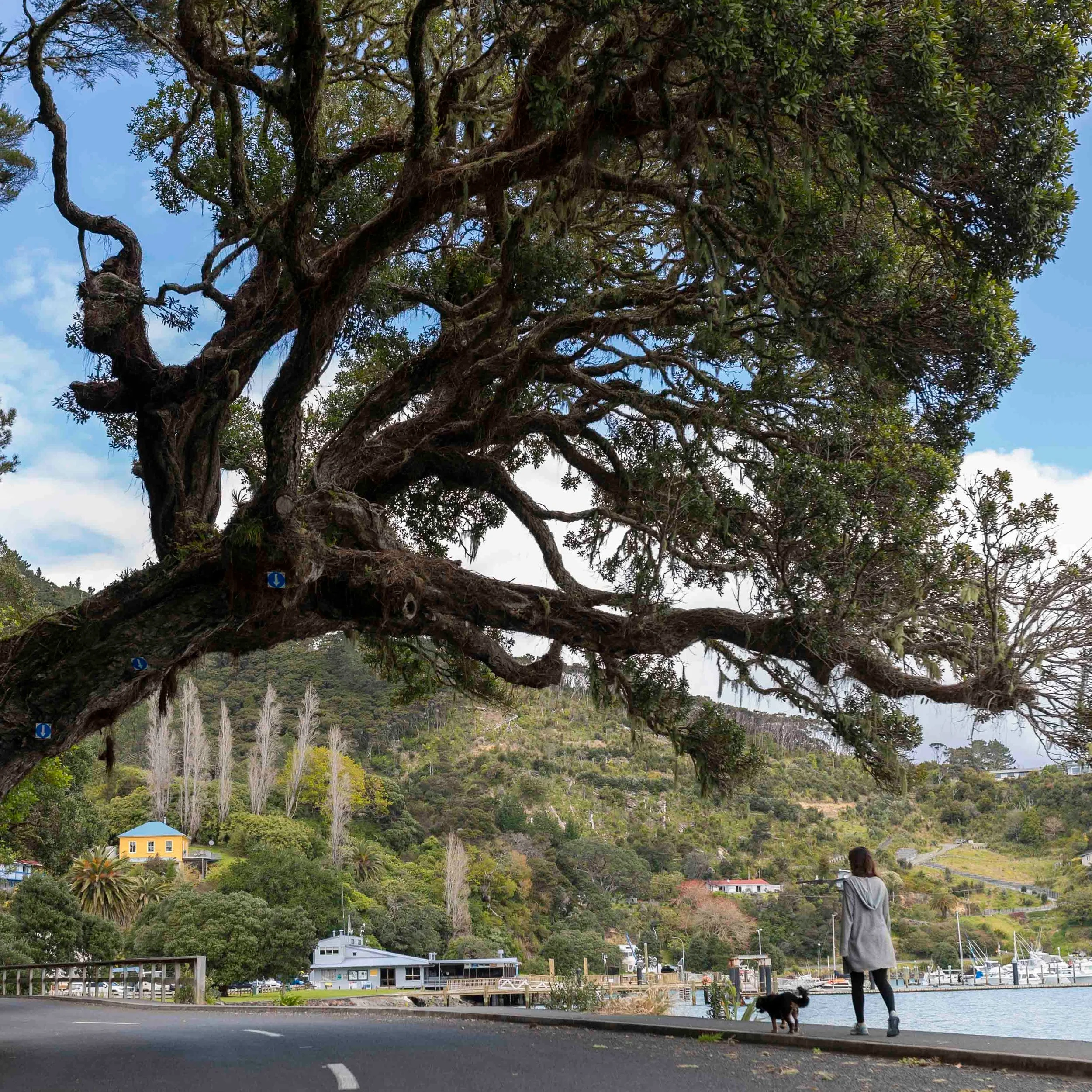 Whangaroa.jpg