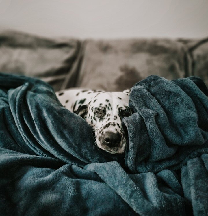 #wokeuplikethis ⁠
⁠
It's a rainy day today and this means snuggle mode!⁠
⁠
This is Zara, our last house sitting dog in Canada on her favorite spot: the sofa. ⁠
⁠
This beautiful soul of a dog is one of the many reasons why we have Peanut today. She sh