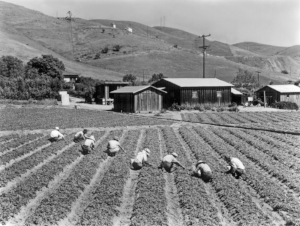 Picture1940sberryPickers.jpg