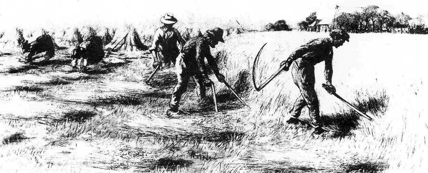 manual wheat3.jpg