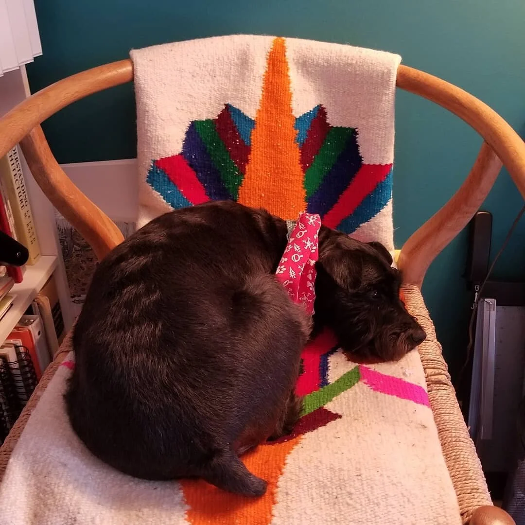 This little guy! #cheifbrody #brodyisagoodboy #lovedogs #designerdog #designerdoggo