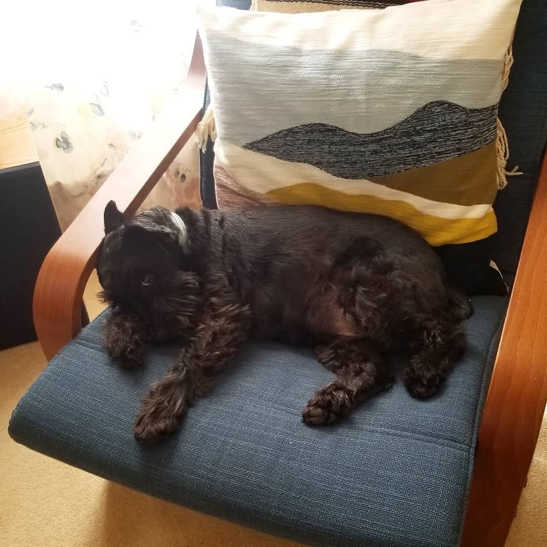 I once heard that my instagram is "all dogs and food" #thatsmylifetho #wifegoals #dogslife #srynotsry