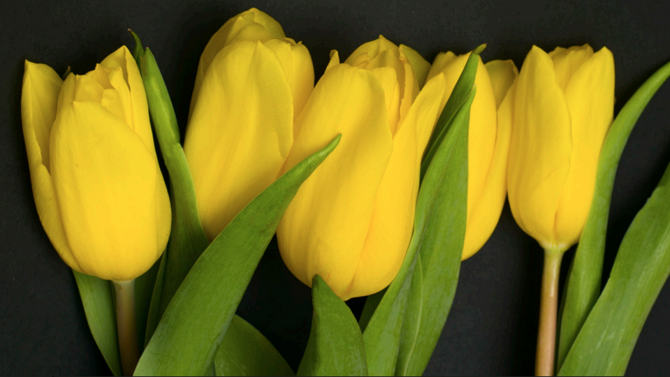 tulips-yellow.png