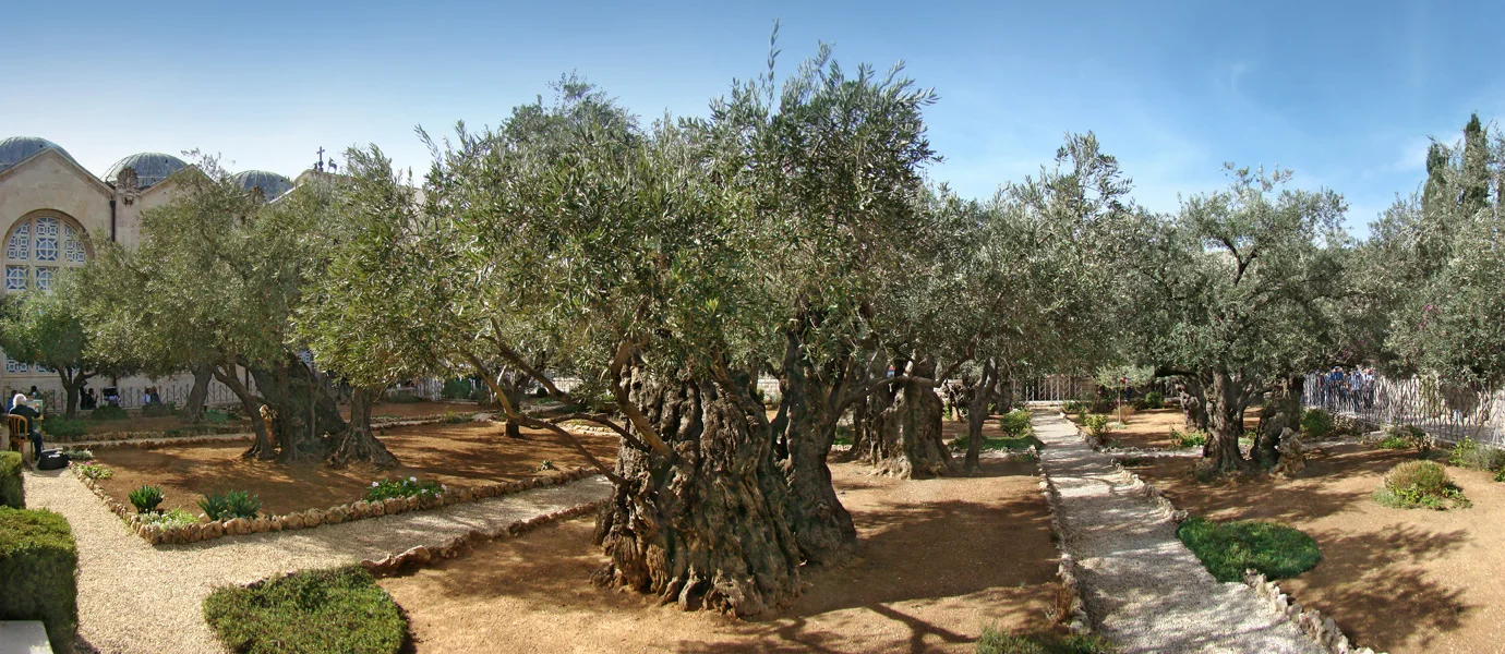 Garden of Gethsemane, Jerusalem