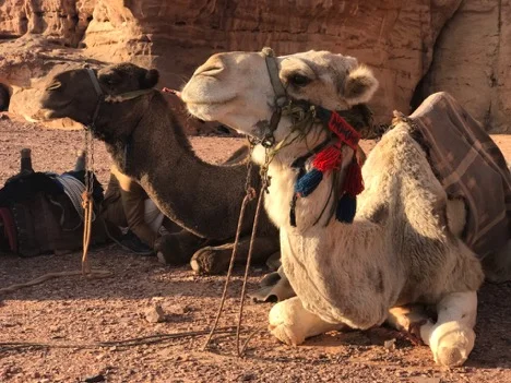WadiRum Camels.jpg