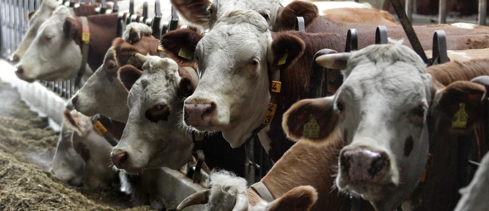 Can Feeding Seaweed to Cows Help Fight Climate Change?