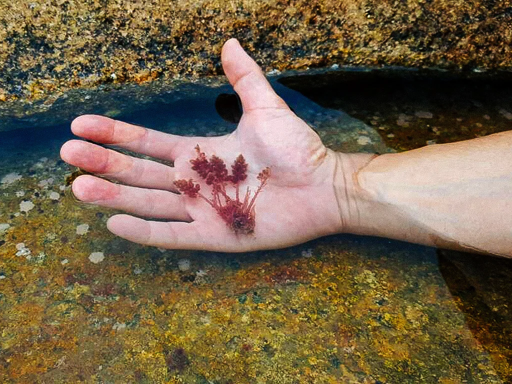 First SIght Gametophyte 1-2.jpg