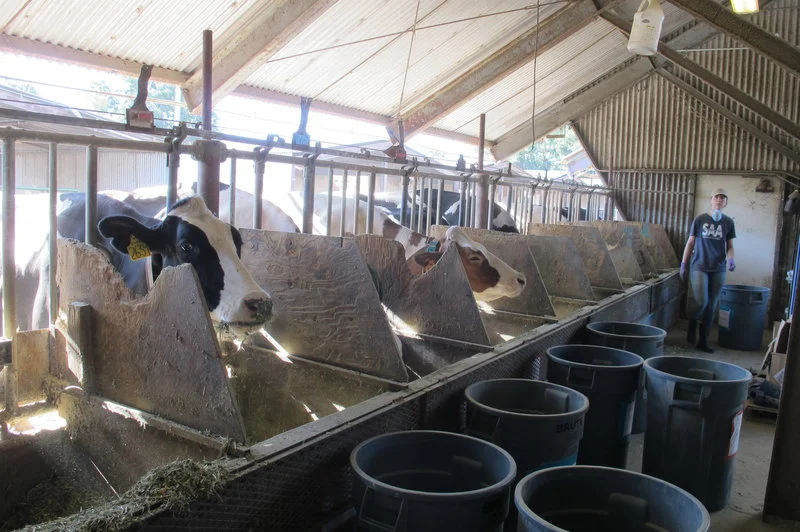 To Reduce Gas Emissions From Cows, Scientists Look To The Ocean