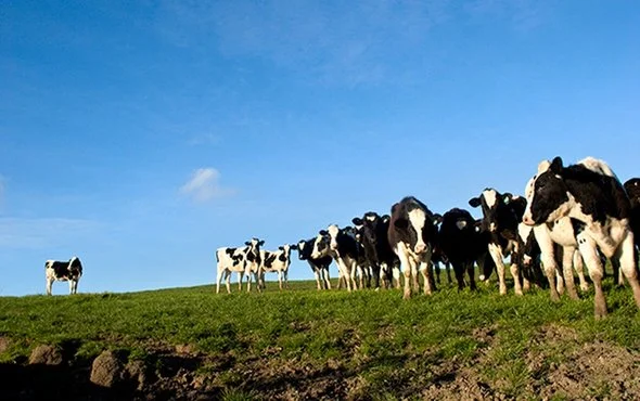 California Adopts Strict Rules for Methane Emissions
