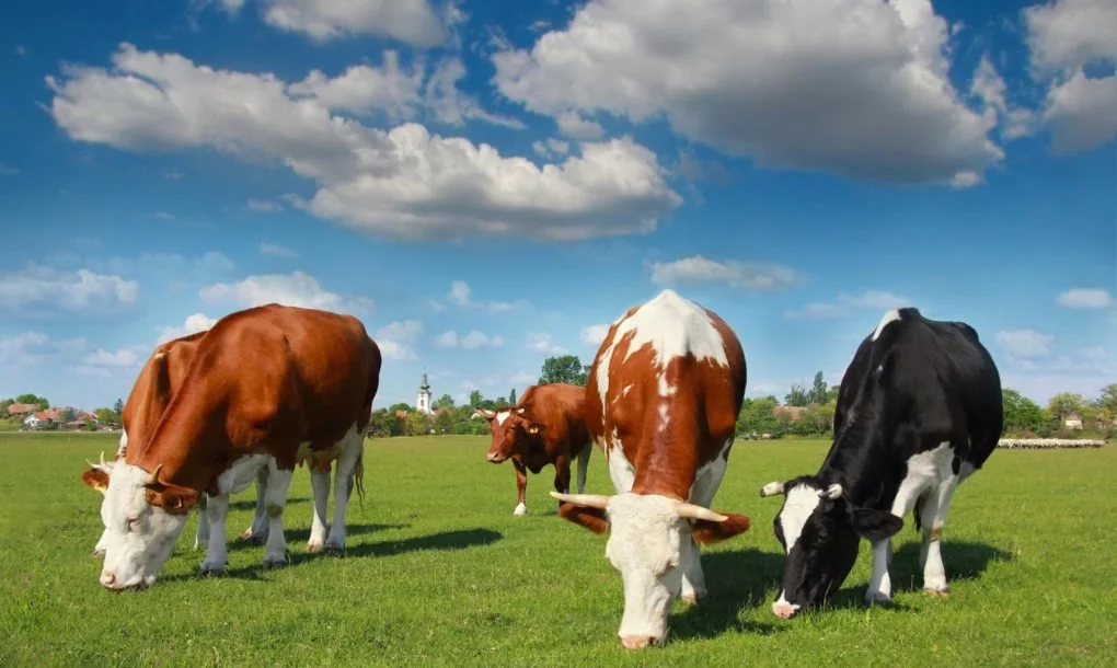Eating Seaweed Could Reduce Cows’ Methane Production