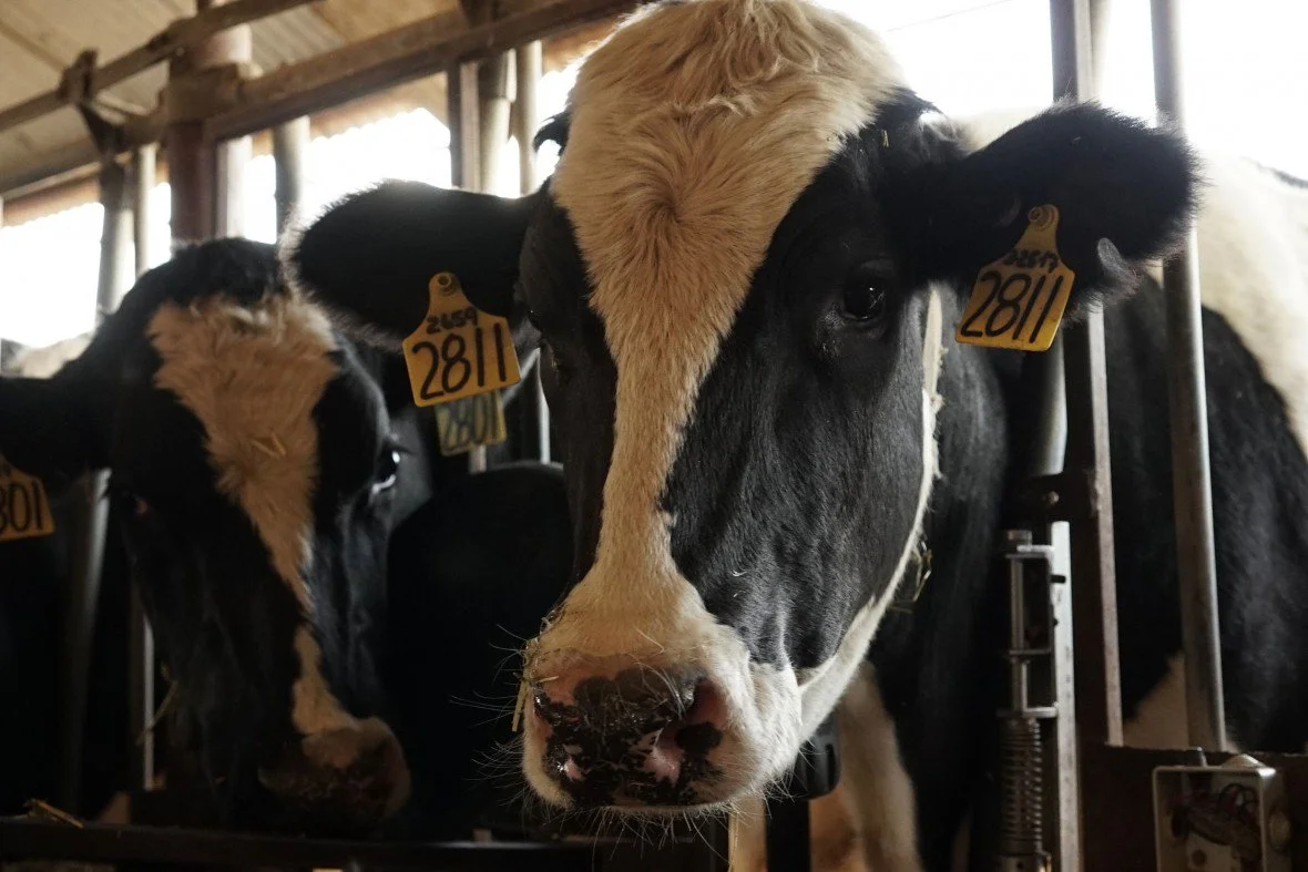 Seaweed Could Make Cows Burp Less Methane and Cut Their Carbon Hoofprint
