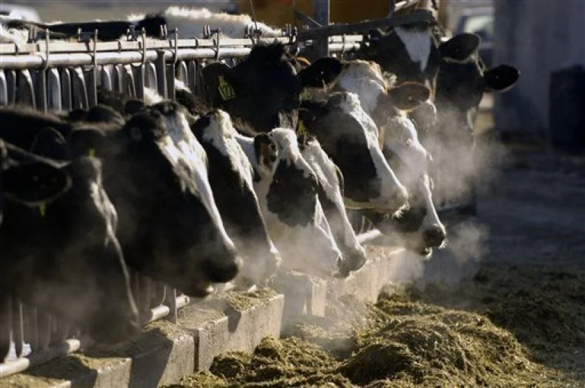 The Race is On to Cultivate a Seaweed that Slashes Greenhouse Emissions