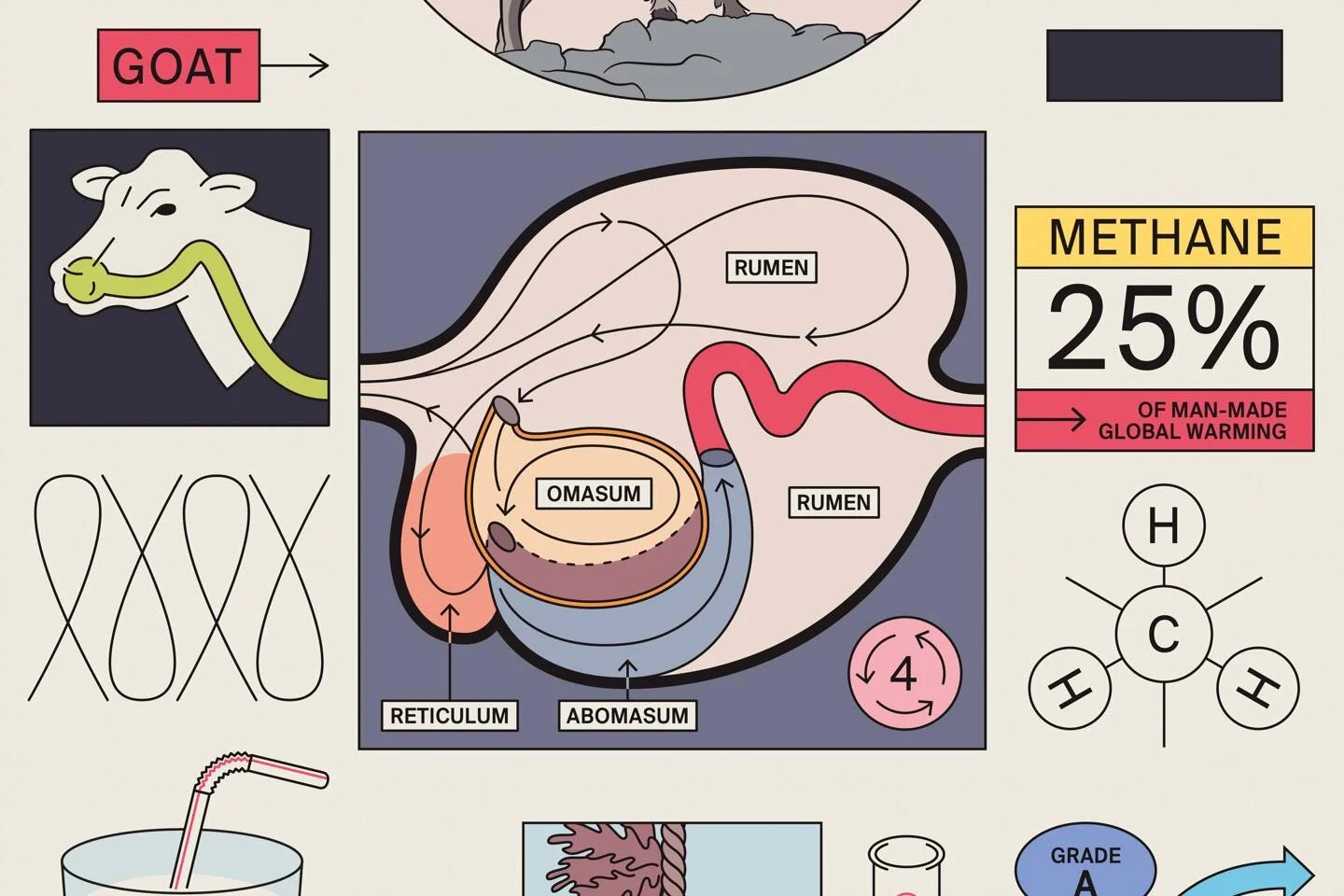 Feeding Cows Seaweed Could Solve the Big Bovine Burp Problem