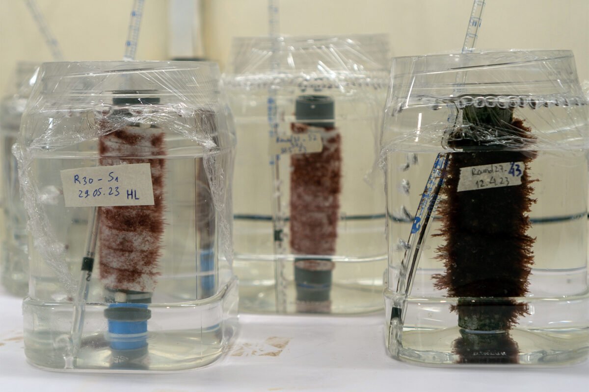    Testing the ability of spores to attach to substrates for further growth. Image by Michael Tatarski for Mongabay.   