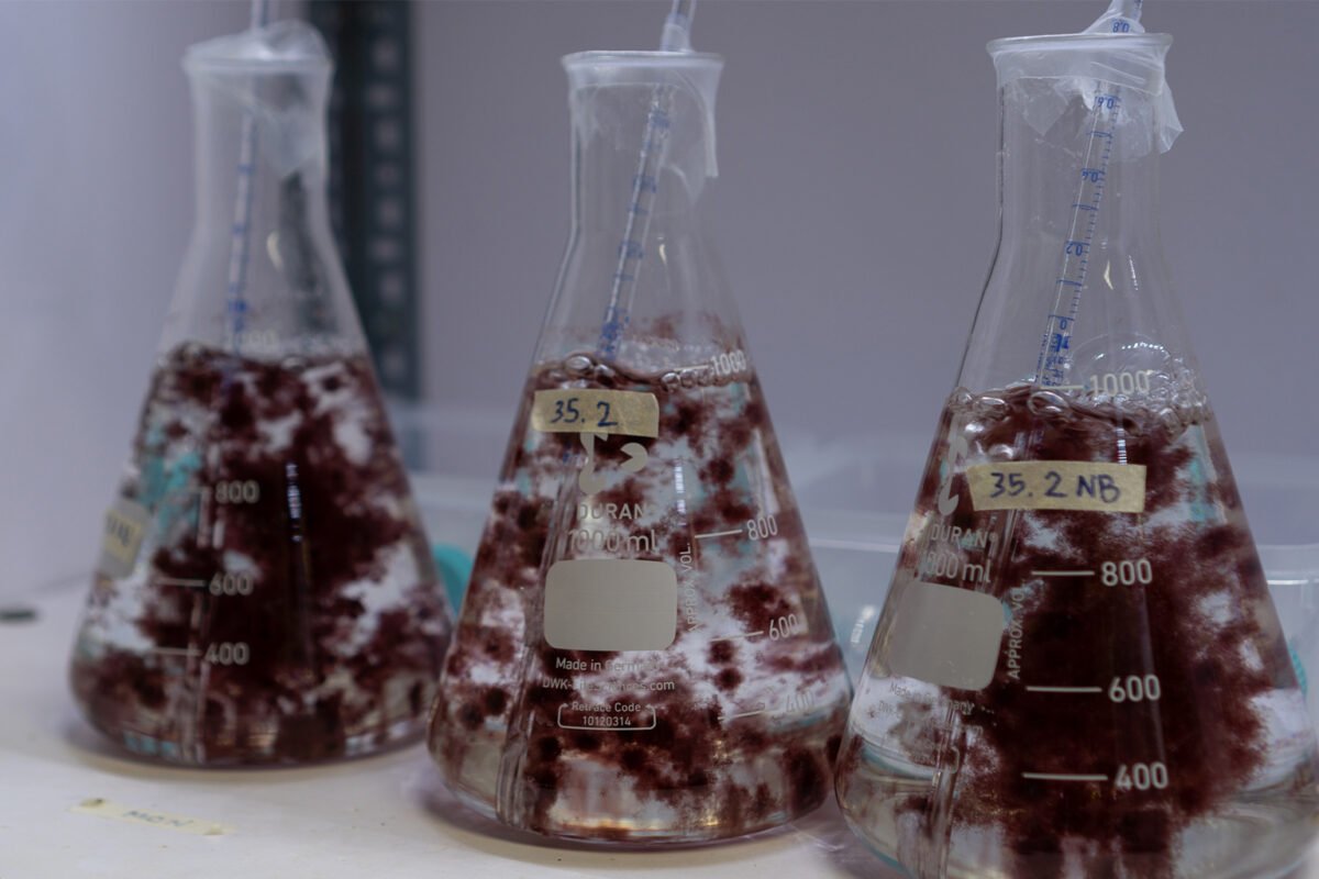    Beakers containing A. taxiformis strains in the Greener Grazing hatchery. Image by Michael Tatarski for Mongabay.   