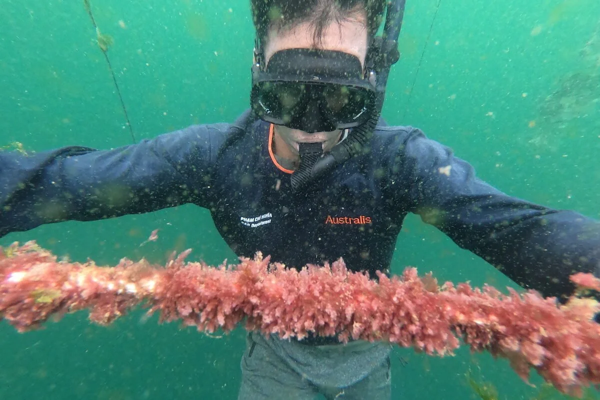 An ‘aquatic moonshot’ in Vietnam aims to fight livestock methane with seaweed