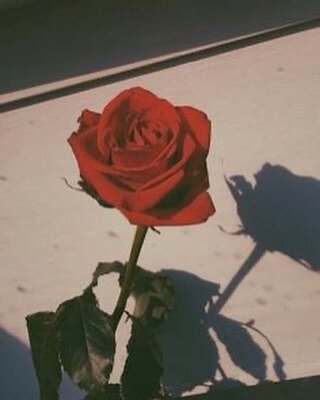 🌹