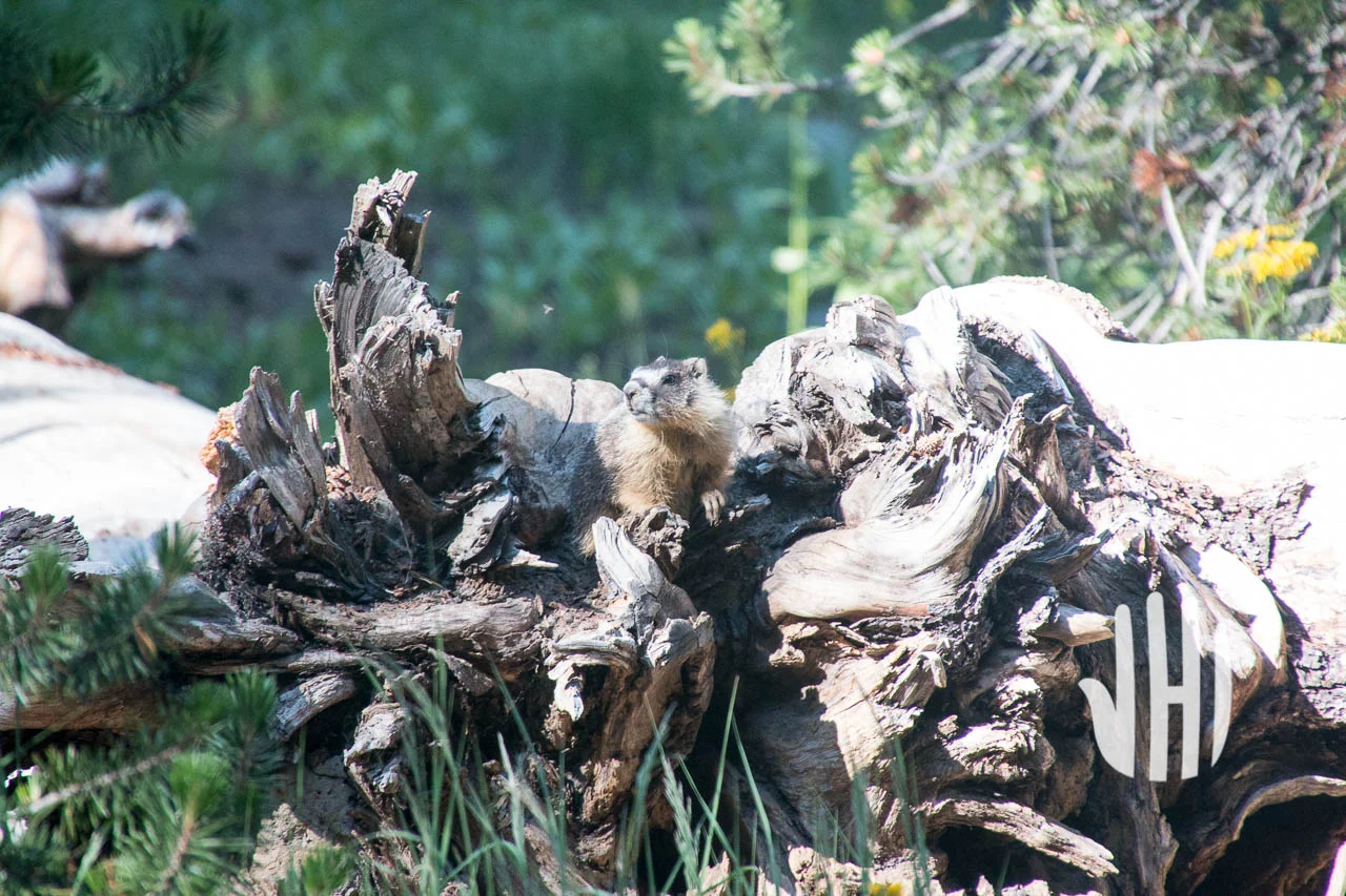Marmots