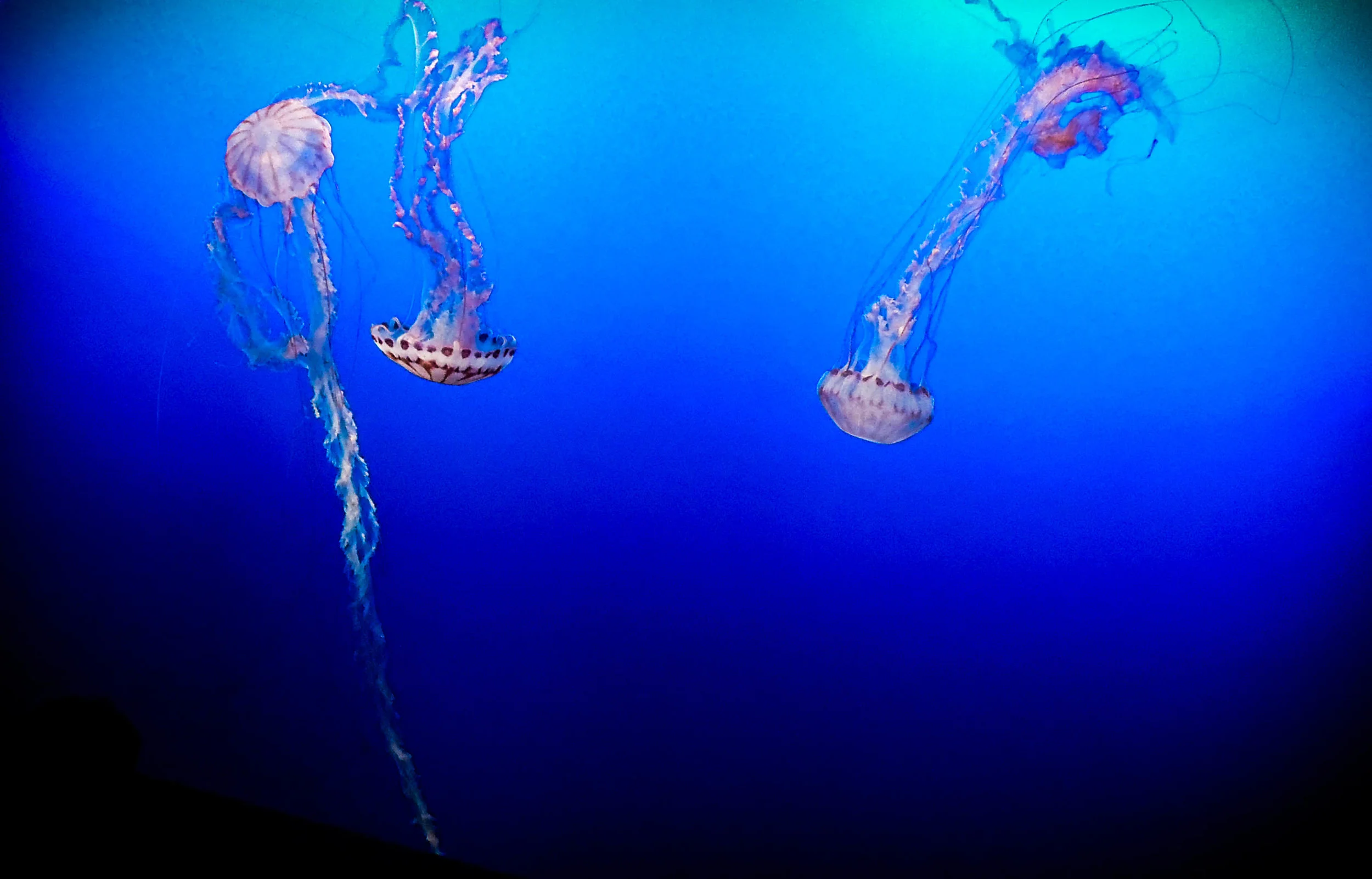 Monterey Bay Aquarium.jpg