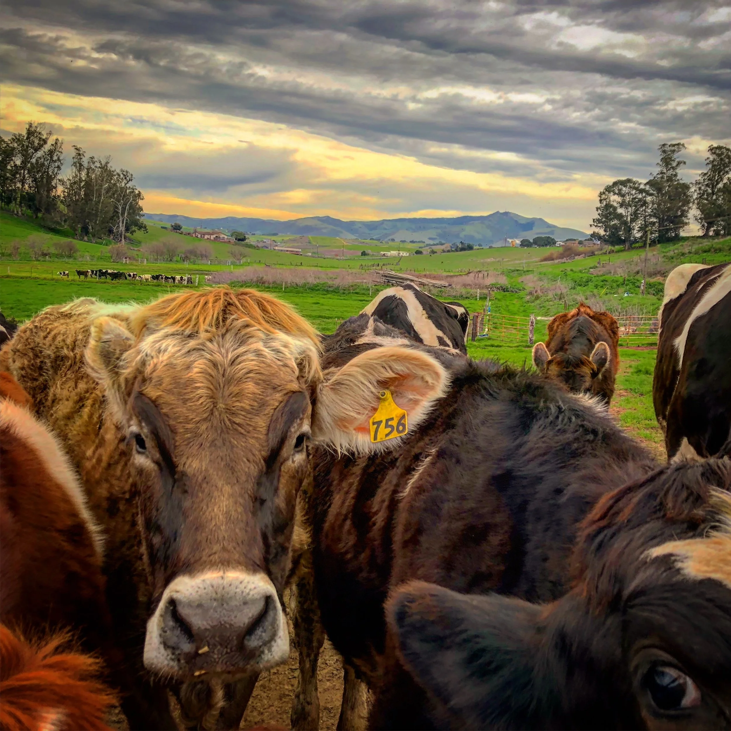 Schoch Family Farmstead Gives Us a Taste of Cheese Making
